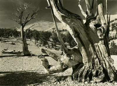 Bristlecone pines. #5