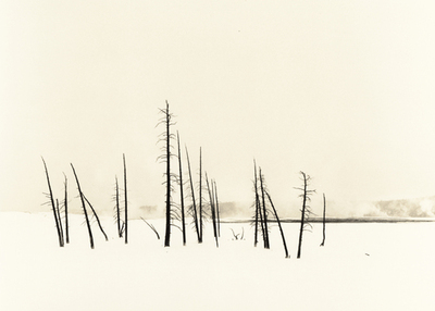White Series. Stark trees.