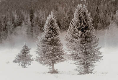 Family of trees