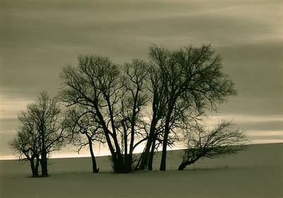Stand of trees at dusk