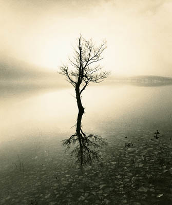 Tree in loch. Scotland.