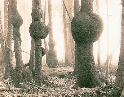 Burls