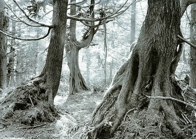 Old forest