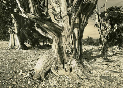 Bristlecone pines. #4