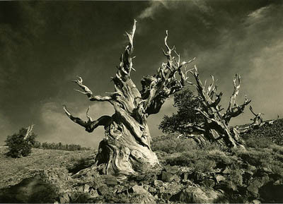 Bristlecone pines. #6