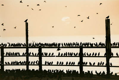 West Pier #19