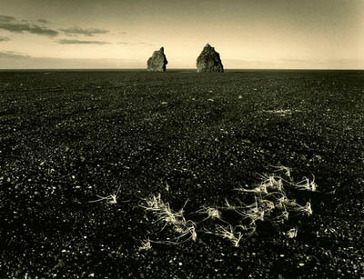 Sea stacks and grasses