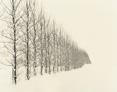 Young trees in snow