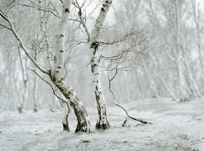 Silver birches